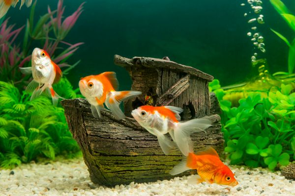 ماهی fish