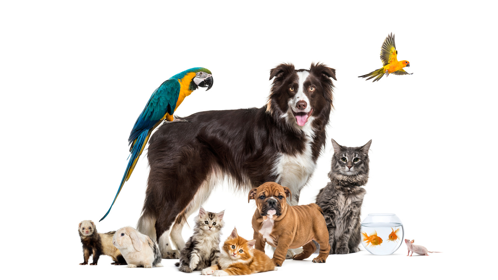 حیوانات خانگی pet
