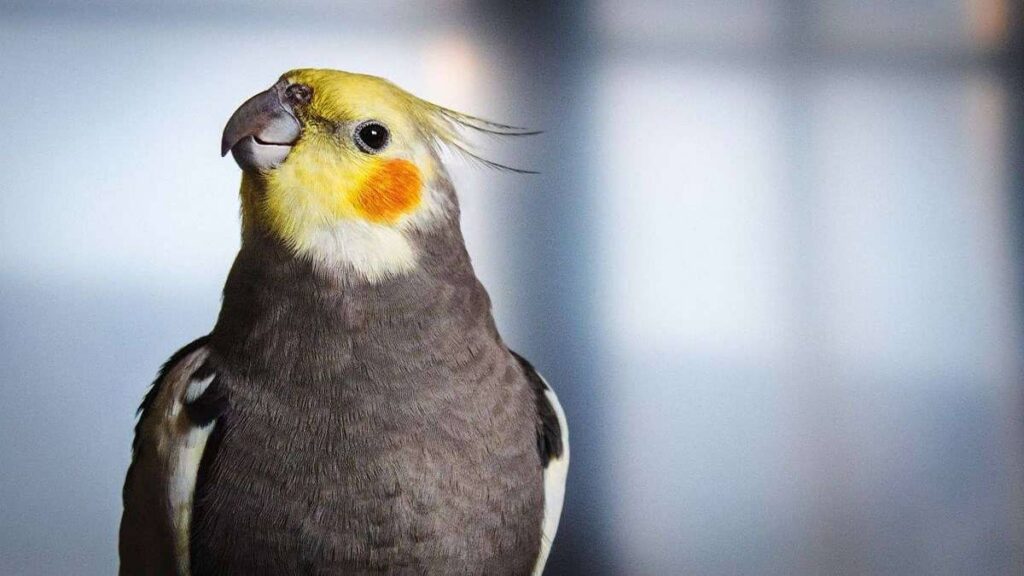 طوطی کاسکو