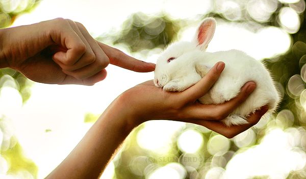 pet