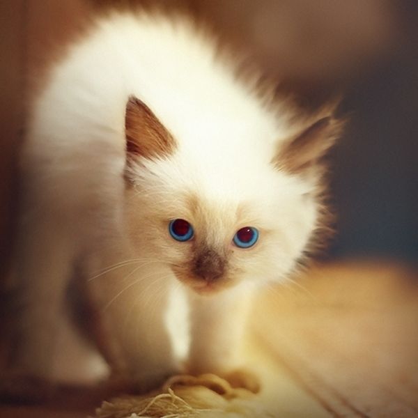 pet