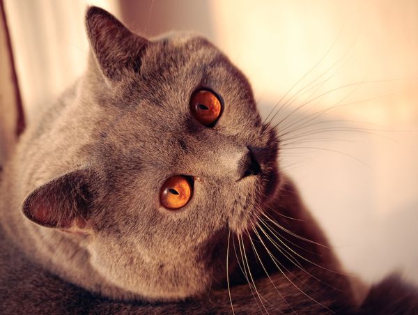 pet