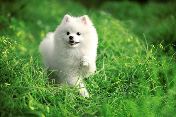 pet
