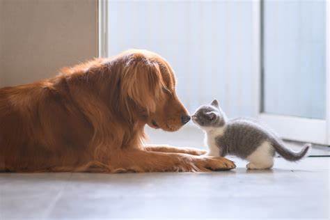 pet