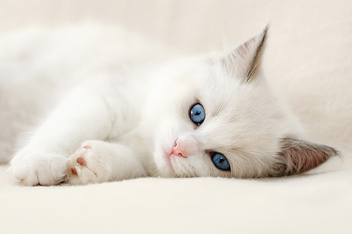 pet
